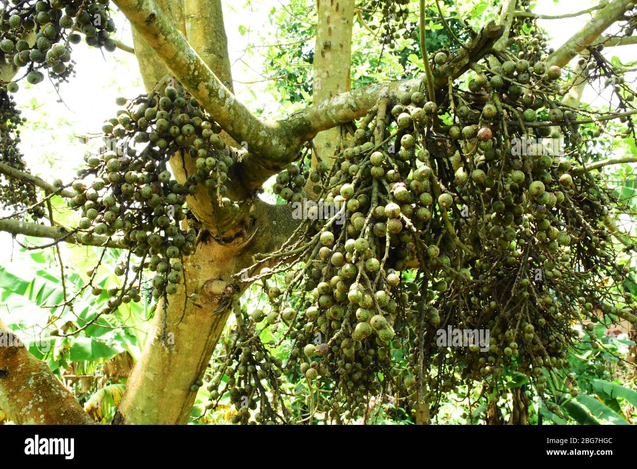 Balles en pointillés sur les branches d'un arbre sauvage Banque D'Images