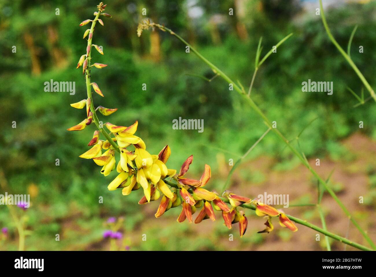 Longue fleur sauvage de deux couleurs dans les régions rurales du Rwanda, en Afrique de l'est Banque D'Images
