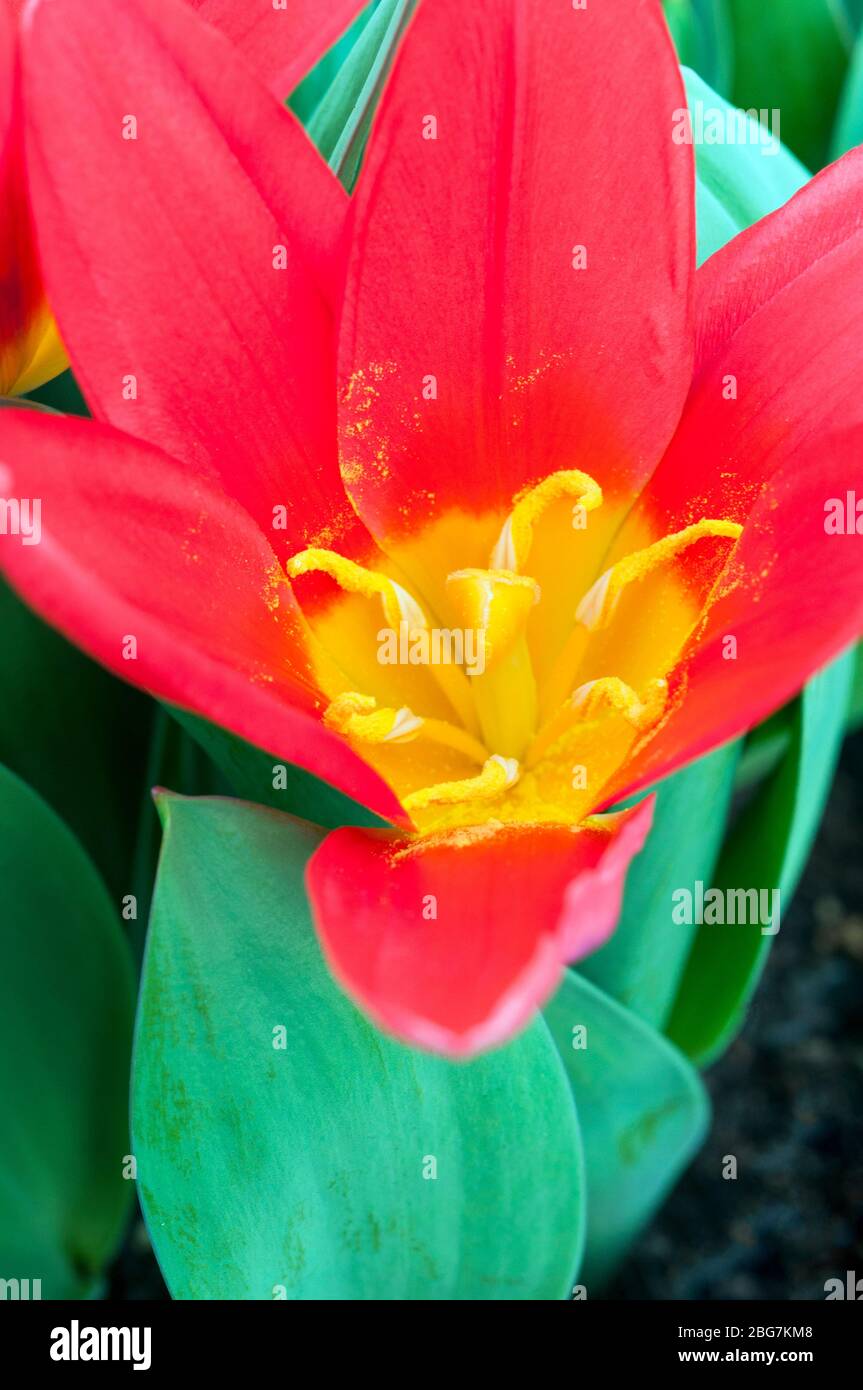 Gros plan sur le bébé de tulipes montrant stigmate & hommes les fleurs sont rouges avec centre jaune et appartiennent au groupe Kaufmanniana de la division de tulipes 12 Banque D'Images