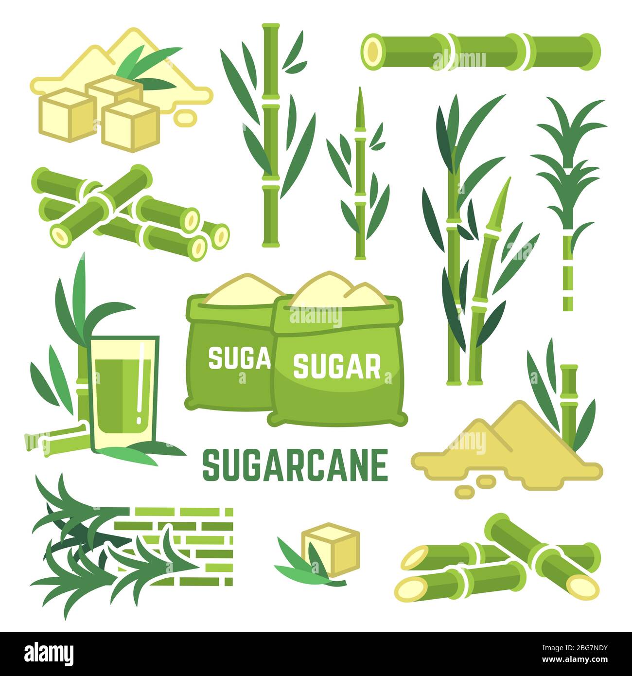Plantes sucrières cultures agricoles, feuilles de canne, icônes vectorielles de jus de canne à sucre. Canne à sucre, plante douce, illustration de la tige verte naturelle Illustration de Vecteur
