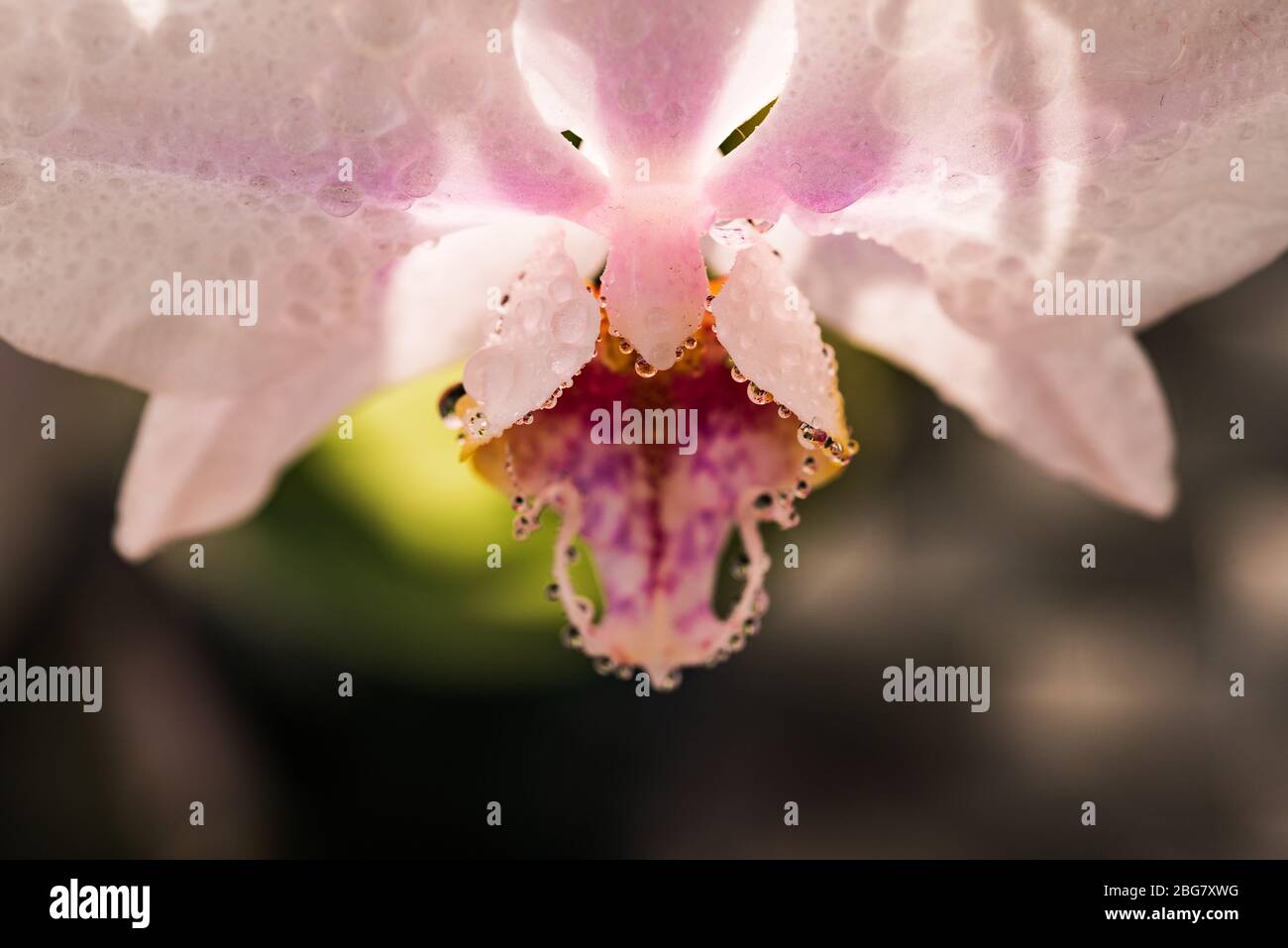 Orchidée rose près de la fleur. Eclairage naturel rétroéclairé. Banque D'Images