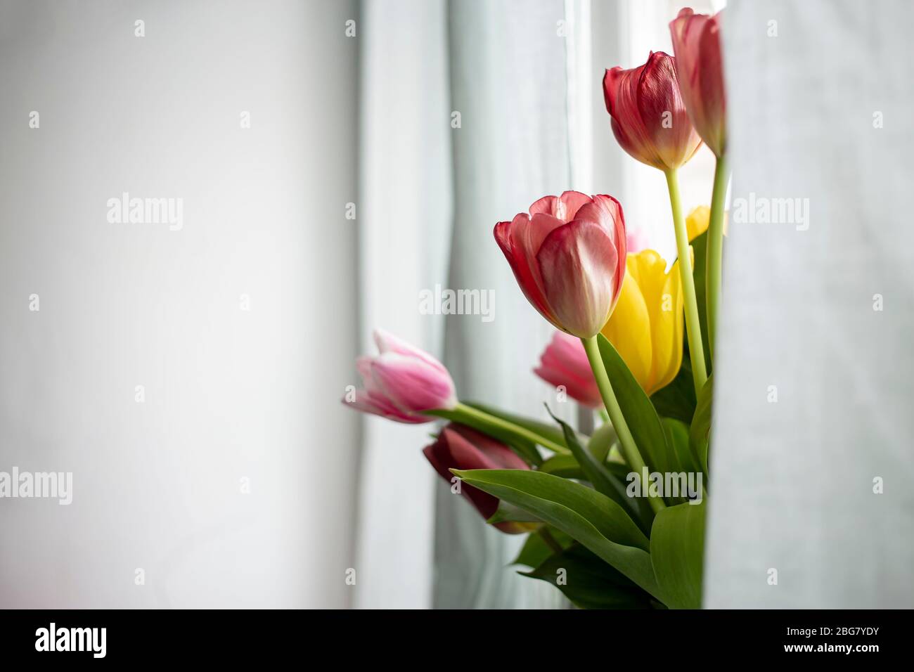 Un beau bouquet de tulipes est visible derrière les rideaux, en lumière naturelle depuis la fenêtre. Espace de copie. Banque D'Images