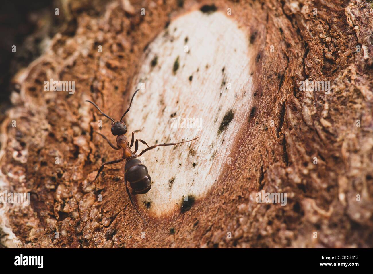 Le fourmi de forêt rouge, Formica rufa, se trouve sur un arbre au coucher du soleil. Macro. Banque D'Images