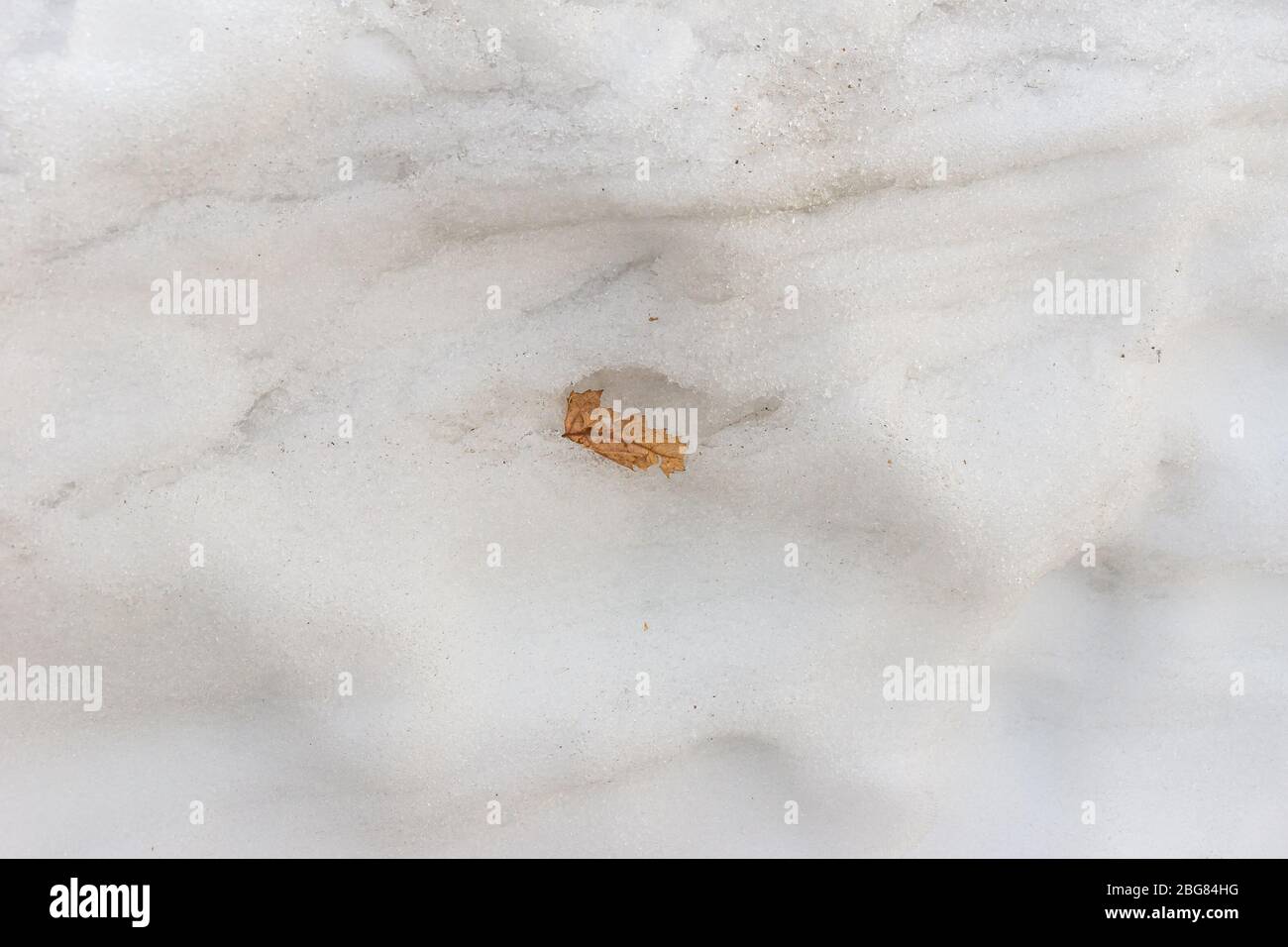 une feuille brune sèche à l'intérieur d'une neige chauffée dans les rayons du soleil de printemps et de la neige fondue Banque D'Images