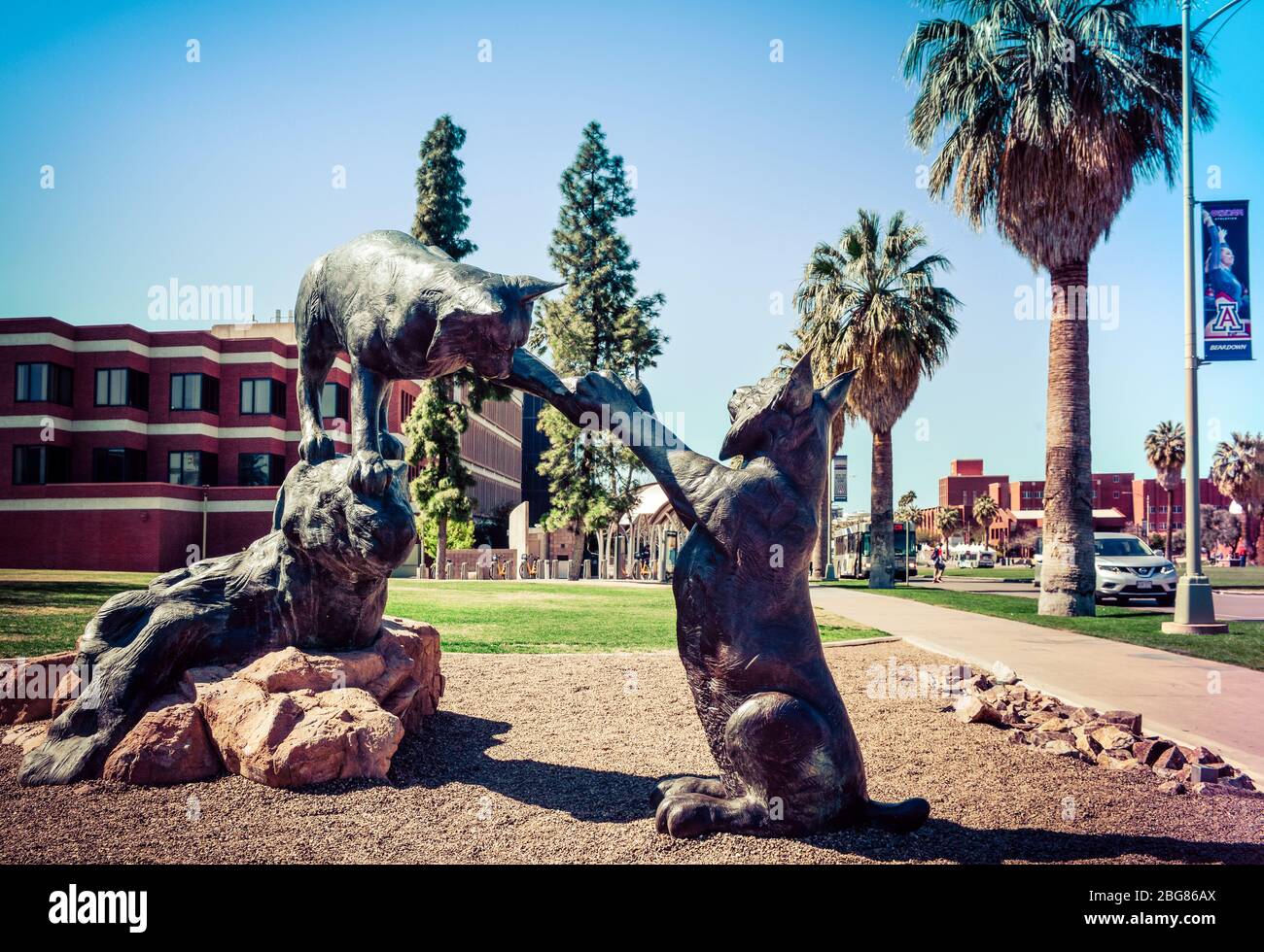 Une sculpture en bronze ludique de Wildcats, la mascotte de l'Université  d'Arizona sur le terrain du campus de Tucson, Arizona Photo Stock - Alamy
