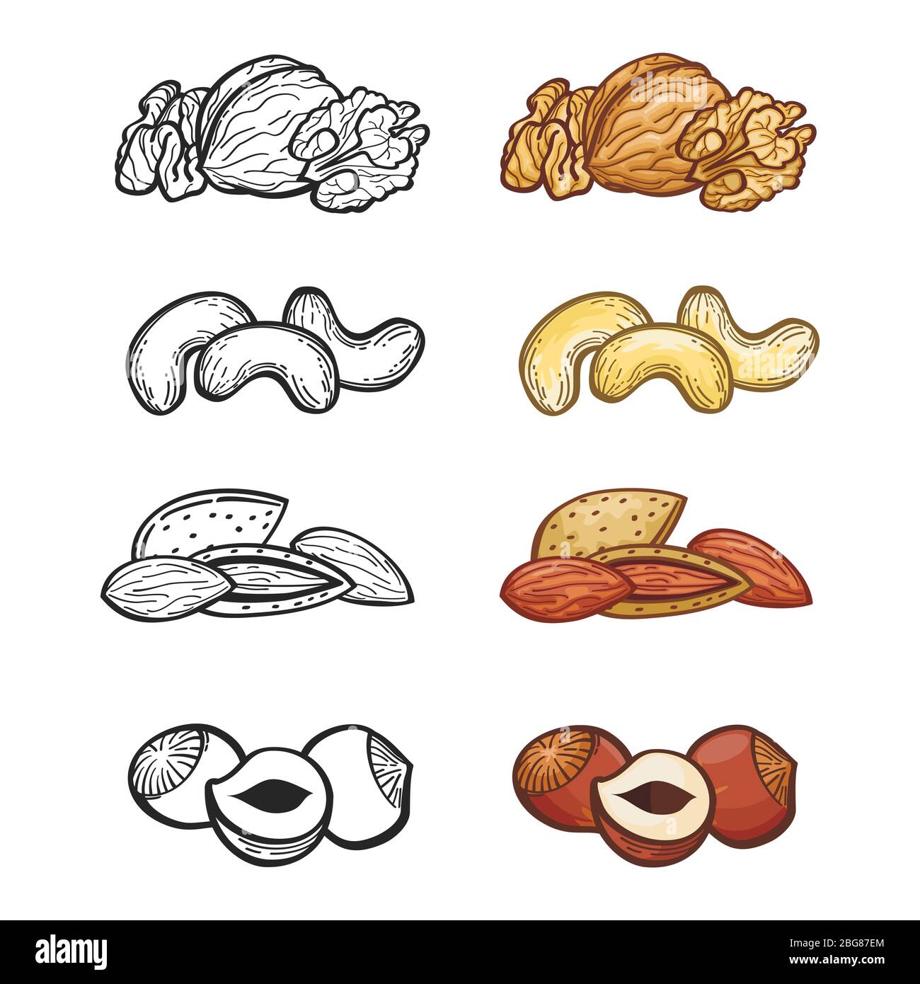 Esquissez un jeu d'écrous. Illustration du groupe d'écrous populaires. Ensemble vectoriel de contours et de couleurs Illustration de Vecteur