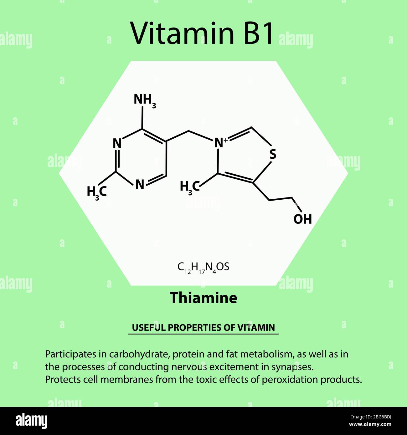 Vitamine B 1. Thiamine Formule chimique moléculaire. Propriétés utiles