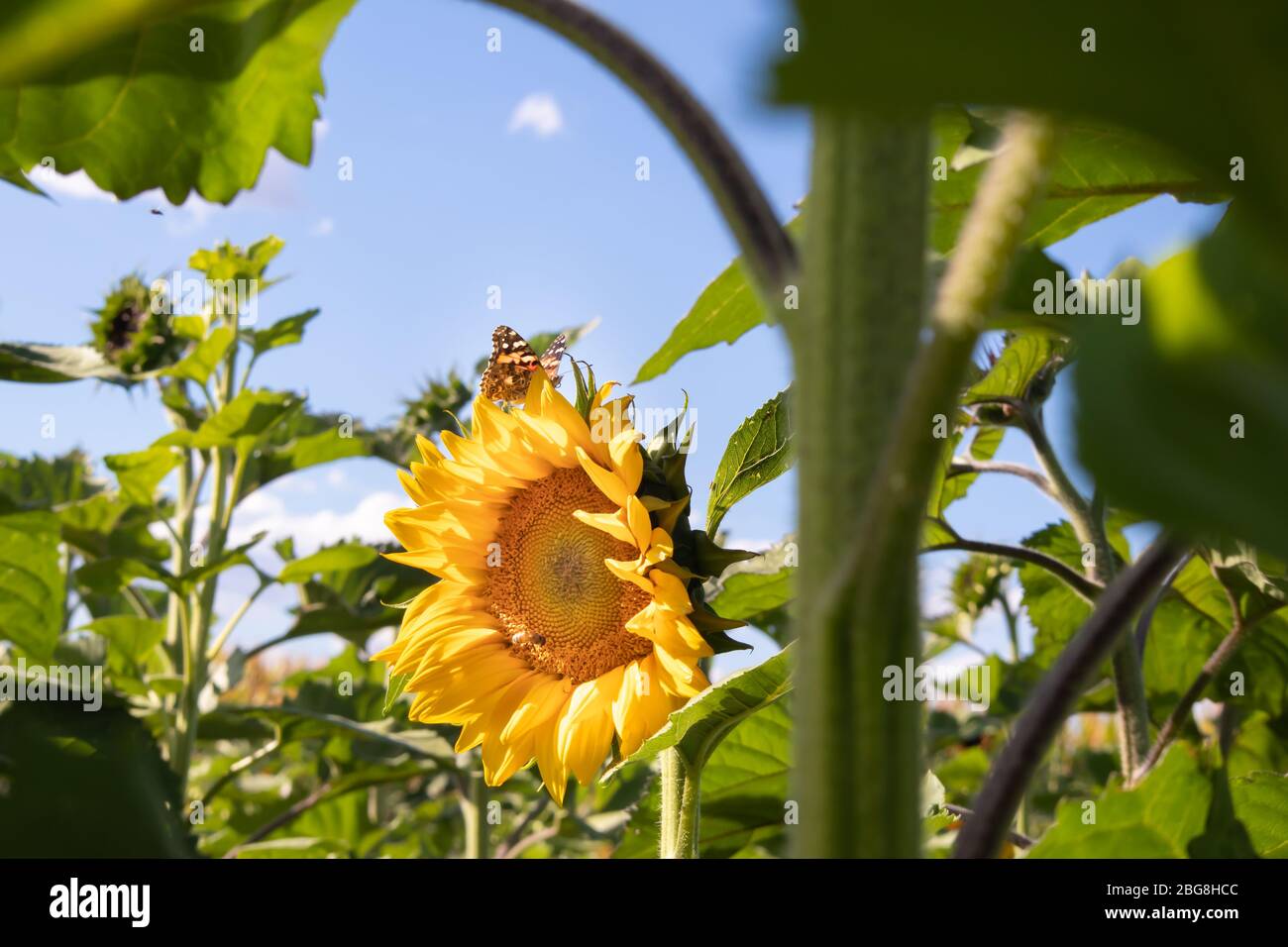 Un papillon au sommet d'un tournesol Banque D'Images