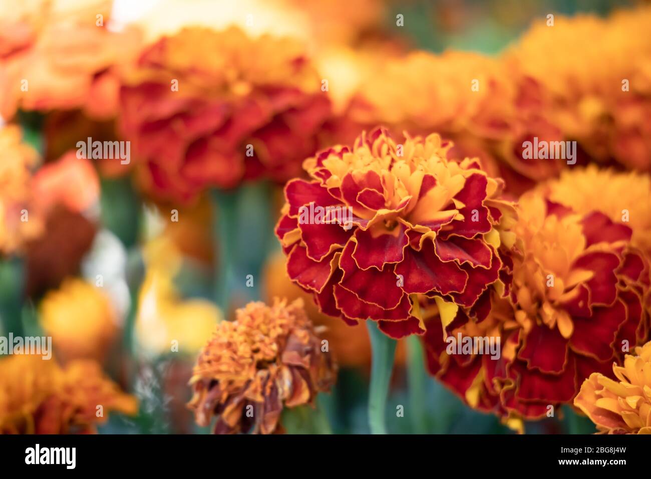 Fleurs rouges et or Banque D'Images