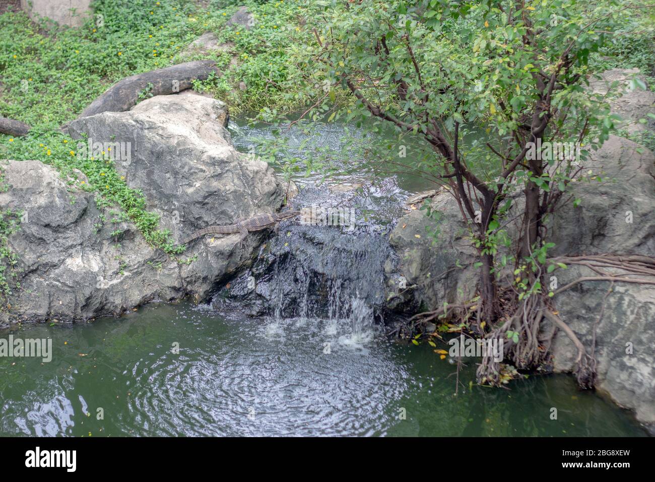 Lézard de Komodo et animal waterfal perfect natural park Banque D'Images