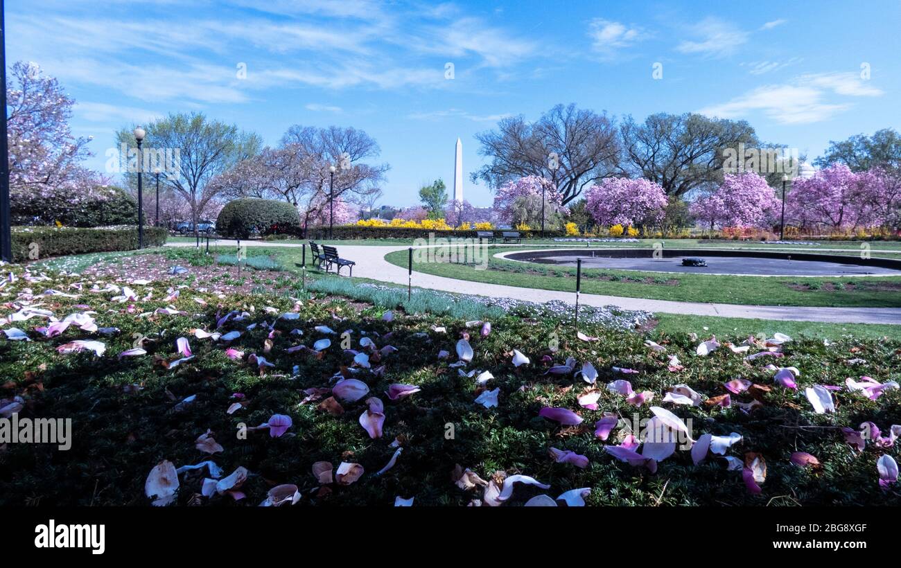 Cerisiers en fleurs et Washington Monument dans le centre commercial national de Washington D.C. Banque D'Images