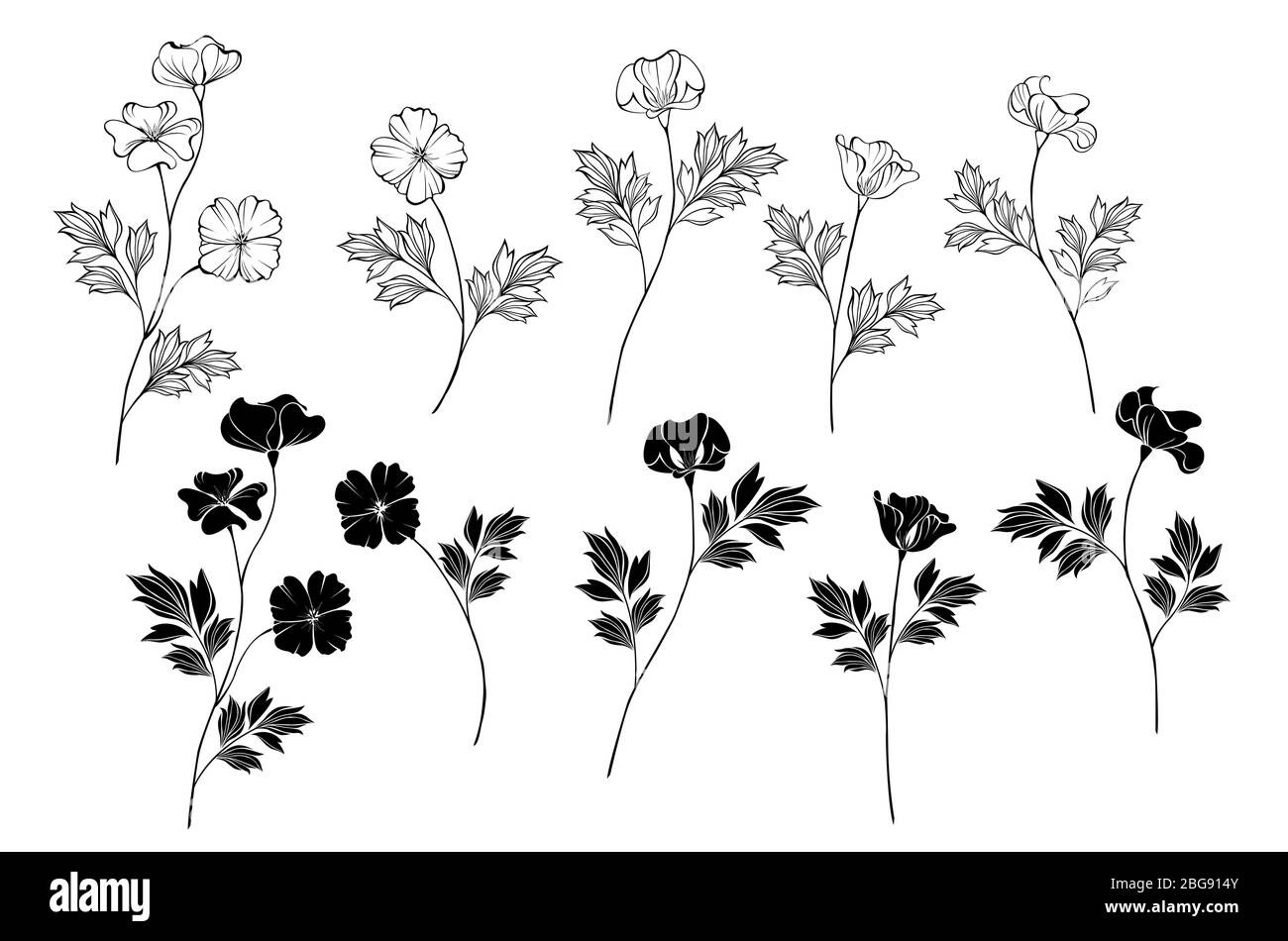 Ensemble de fleurs de Monochome (noir et blanc) coquelicot de Californie sur fond isolé. Illustration de Vecteur