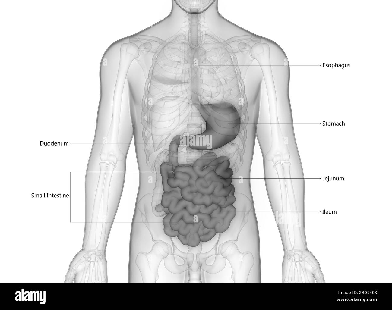 Système digestif humain avec libellés détaillés Anatomie Banque D'Images