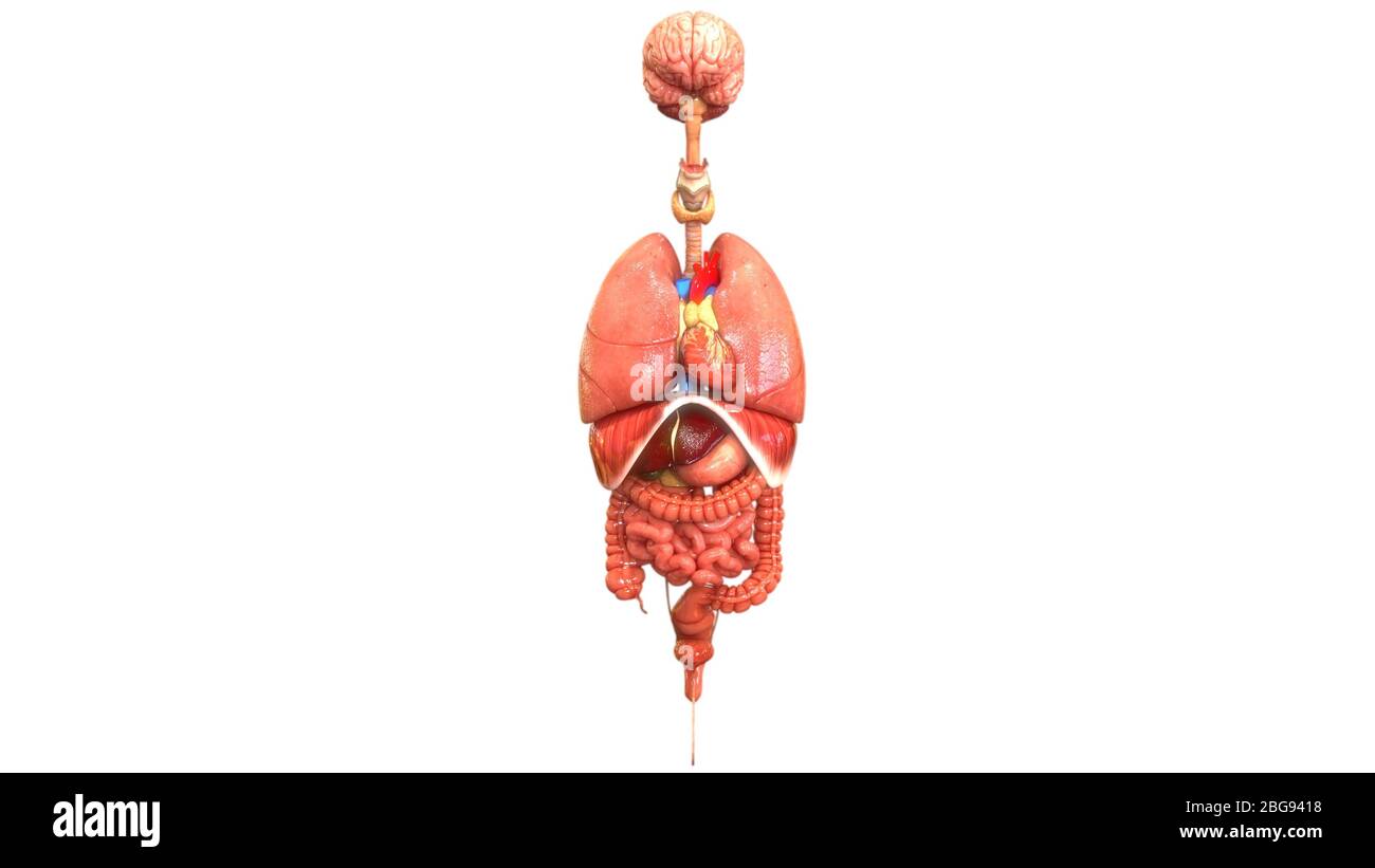 Anatomie des organes internes complets humains Banque D'Images