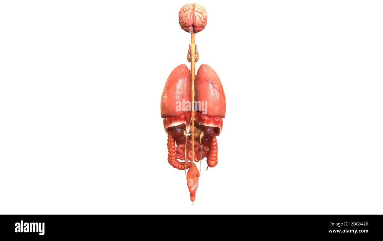 Anatomie des organes internes complets humains Banque D'Images