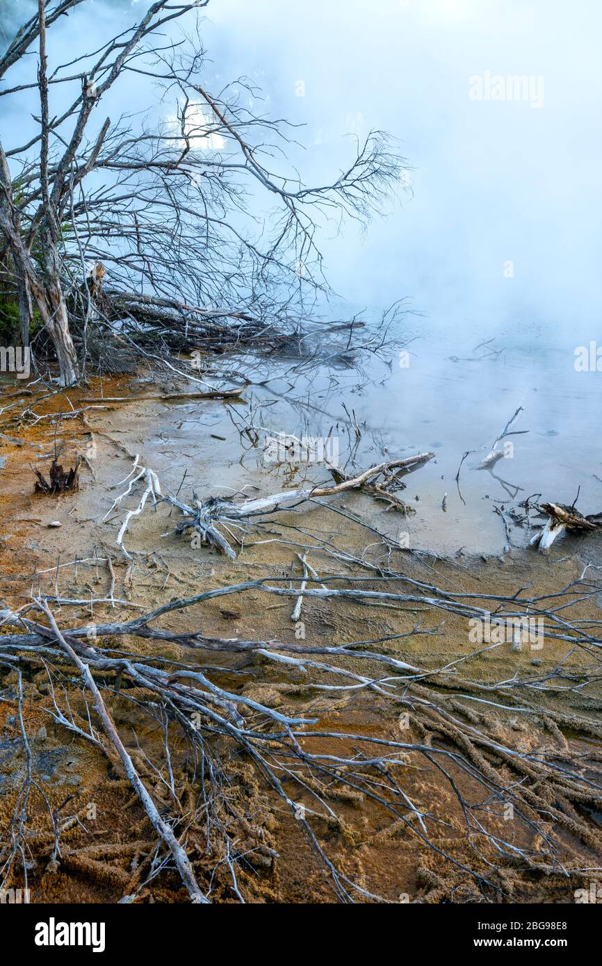 La végétation des enveloppe de vapeur se trouve en bordure du lac Boiling, du parc Kuirau, de Rotorua, de l'île du Nord, en Nouvelle-Zélande Banque D'Images