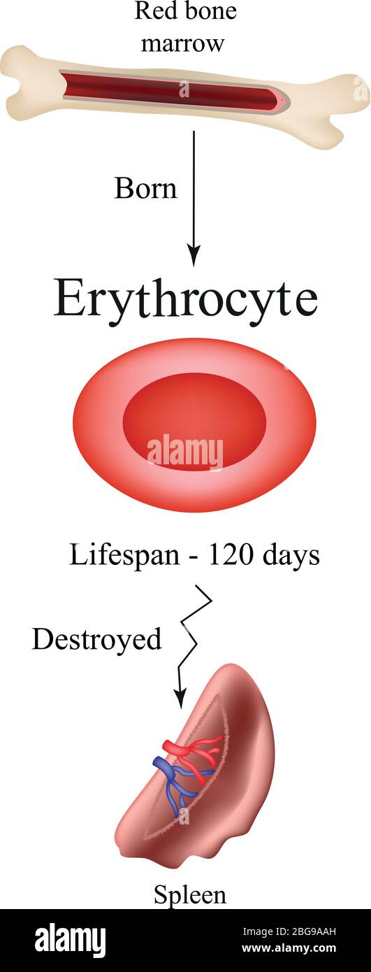 Érythrocytes limbo dans la moelle osseuse. Le flétrissent loin des globules rouges dans la rate. La vie d'une cellule de sang rouge. Illustration de Vecteur