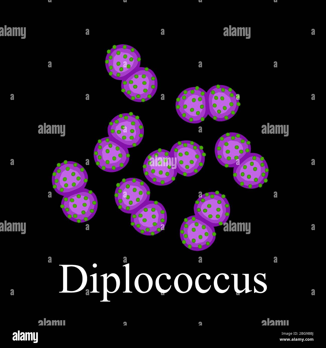 Structure des diplocoques. Bactéries diplococcus. Infographies. Illustration vectorielle sur un arrière-plan isolé Illustration de Vecteur