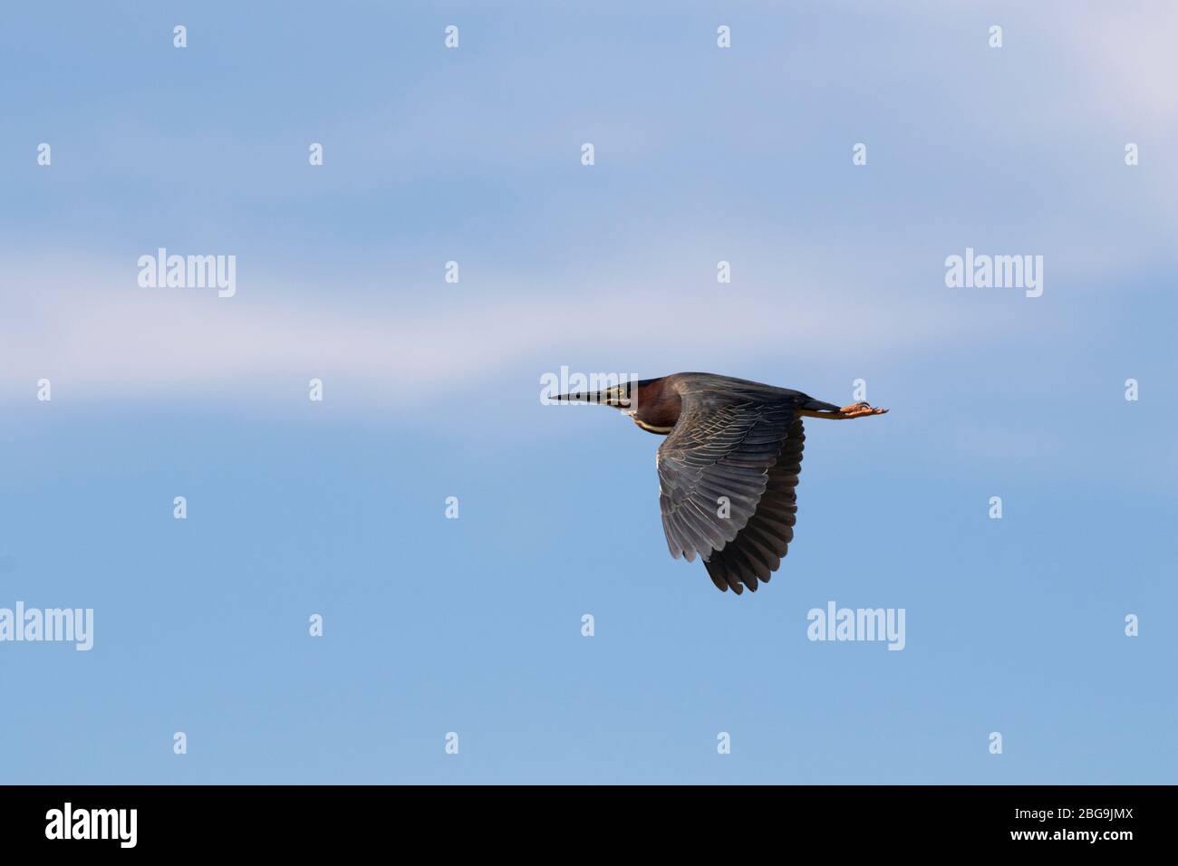 Heron vert (Butorides virescens) en vol sur fond de ciel bleu Banque D'Images