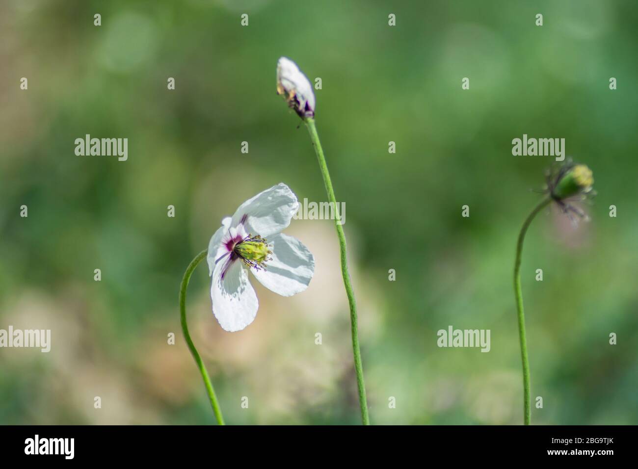 Belle fleur de pavot blanc, fond d'herbe verte, nature à l'extérieur, pré avec fleurs sauvages gros plan Banque D'Images