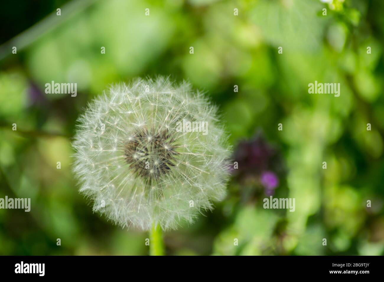 Belle boule blanche et douce de pissenlit, fond vert d'herbe, nature plein  air, pré avec fleurs sauvages gros plan Photo Stock - Alamy
