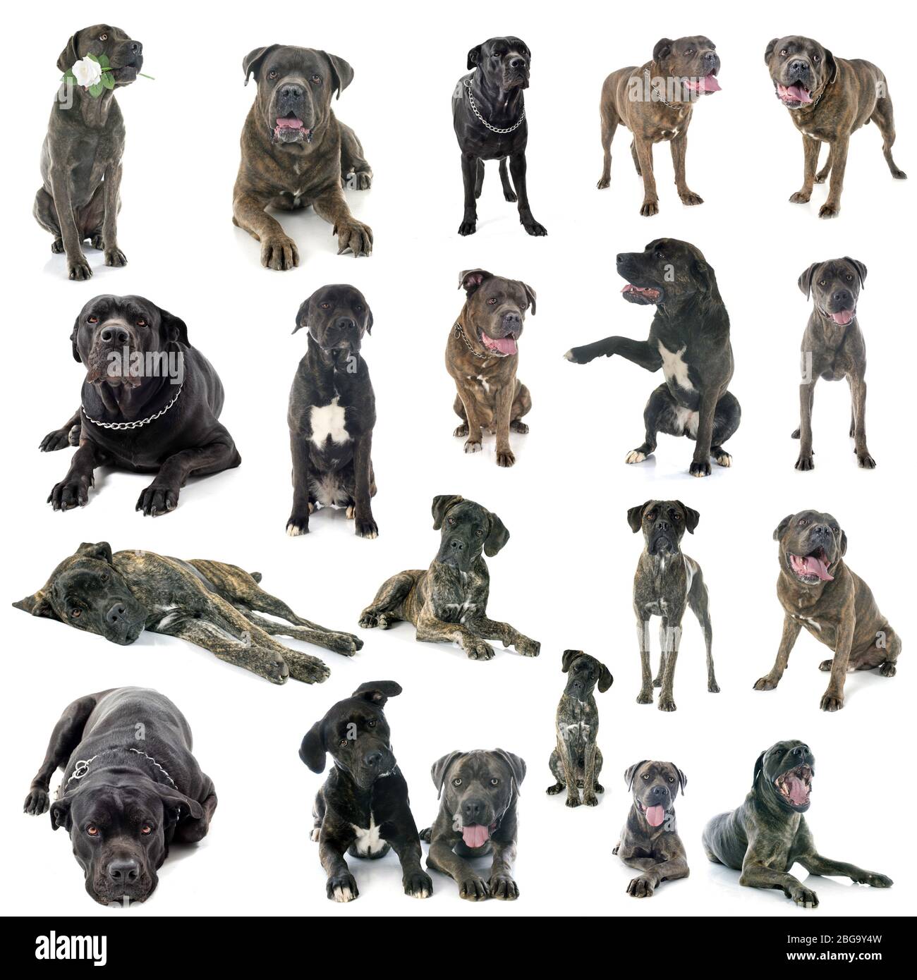 Groupe de cane corso in front of white background Banque D'Images