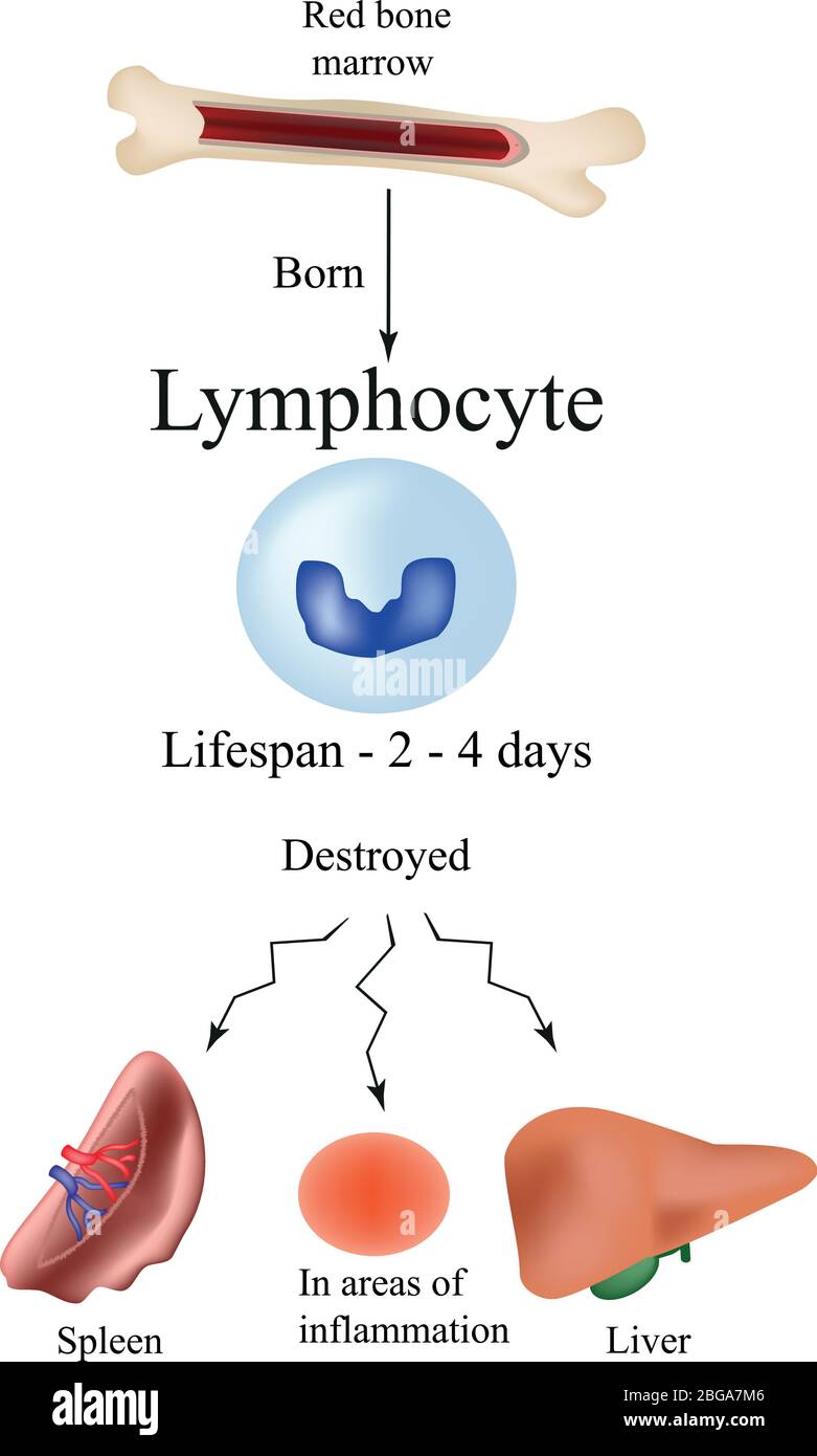 Leucocytes de limbo dans la moelle osseuse. Dépérissement des leucocytes dans la rate, le foie et aux sites d'inflammation. La vie des leucocytes. Illustration de Vecteur