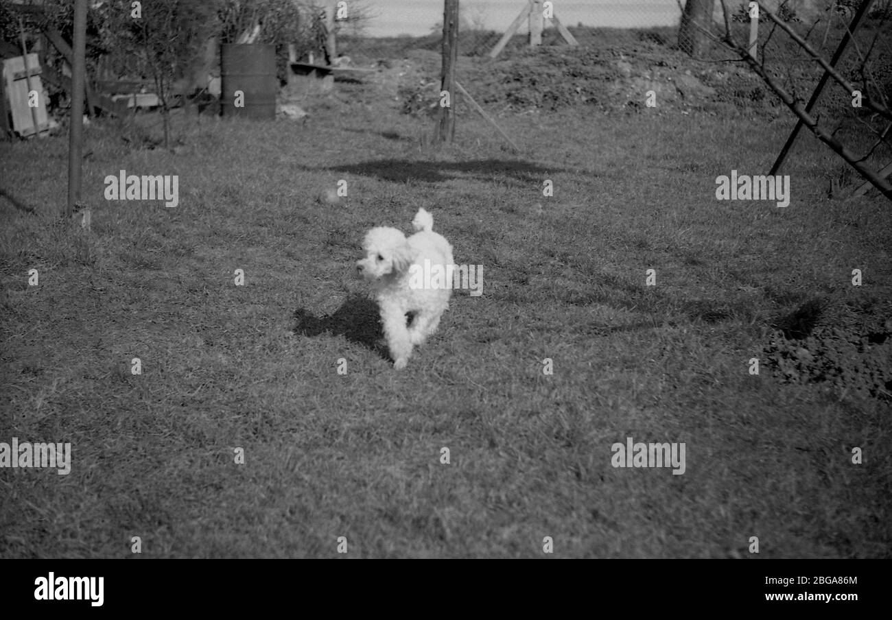 années 60, historique, dame à sa fenêtre de cuisine regarde son animal de compagnie poddle, un jouet poddle court dans le jardin. Un vélo motorisé à essence se trouve dans la cour. La plus petite version du caniche, les caniches de jouets sont des chiens actifs intelligents et de bonne nature mais nécessitent un exercice régulier et un toilettage. Banque D'Images