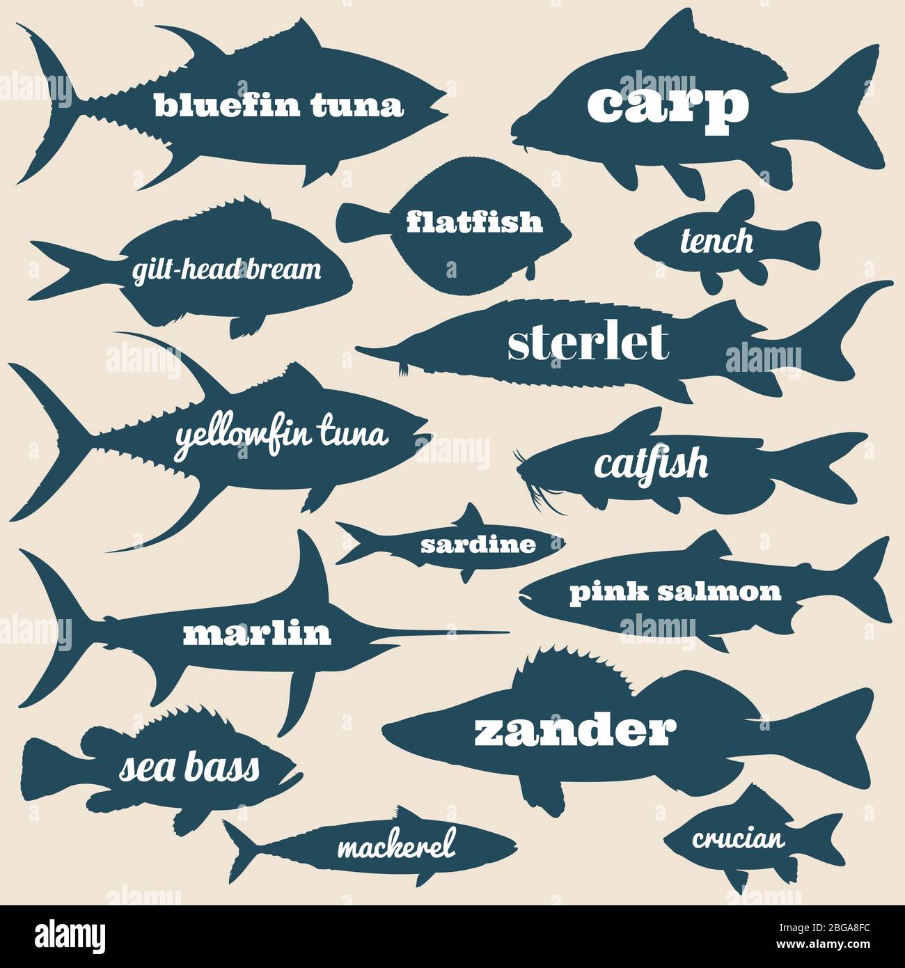 Silhouettes vectorielles de poissons d'océan avec des noms isolés sur fond blanc. Illustration du poisson de mer et de rivière Illustration de Vecteur