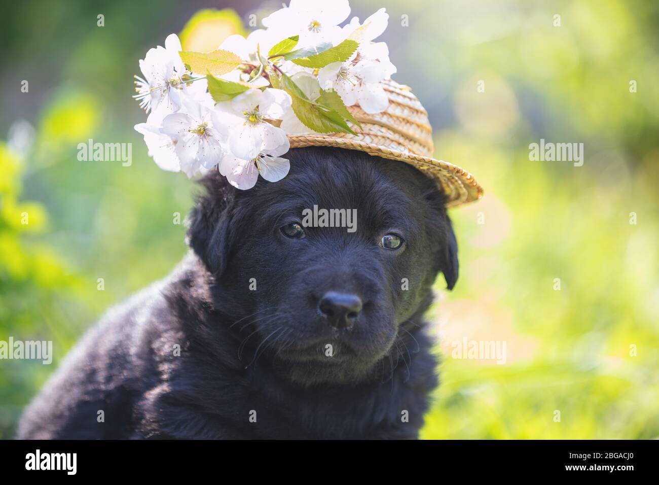 Chiot drôle vêtu d'un chapeau de paille avec des fleurs. Chiot marchant sur l'herbe au printemps, un jour ensoleillé Banque D'Images