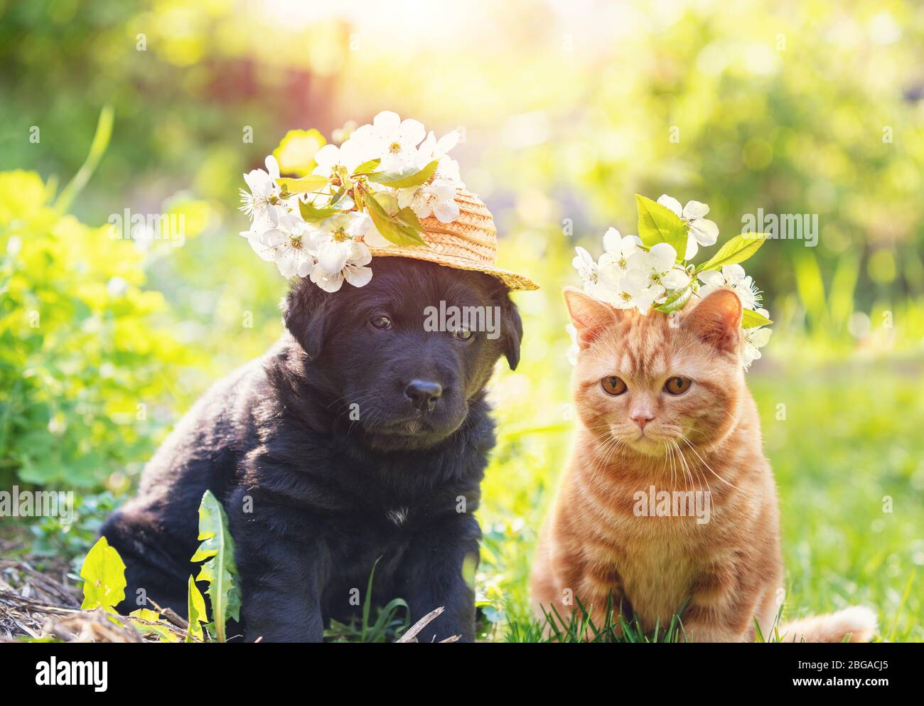 Chaton et chiot assis ensemble sur l'herbe un jour ensoleillé de printemps. Petit chaton de gingembre couronné chapelet de fleurs de cerisier. Petit chiot dans un Banque D'Images