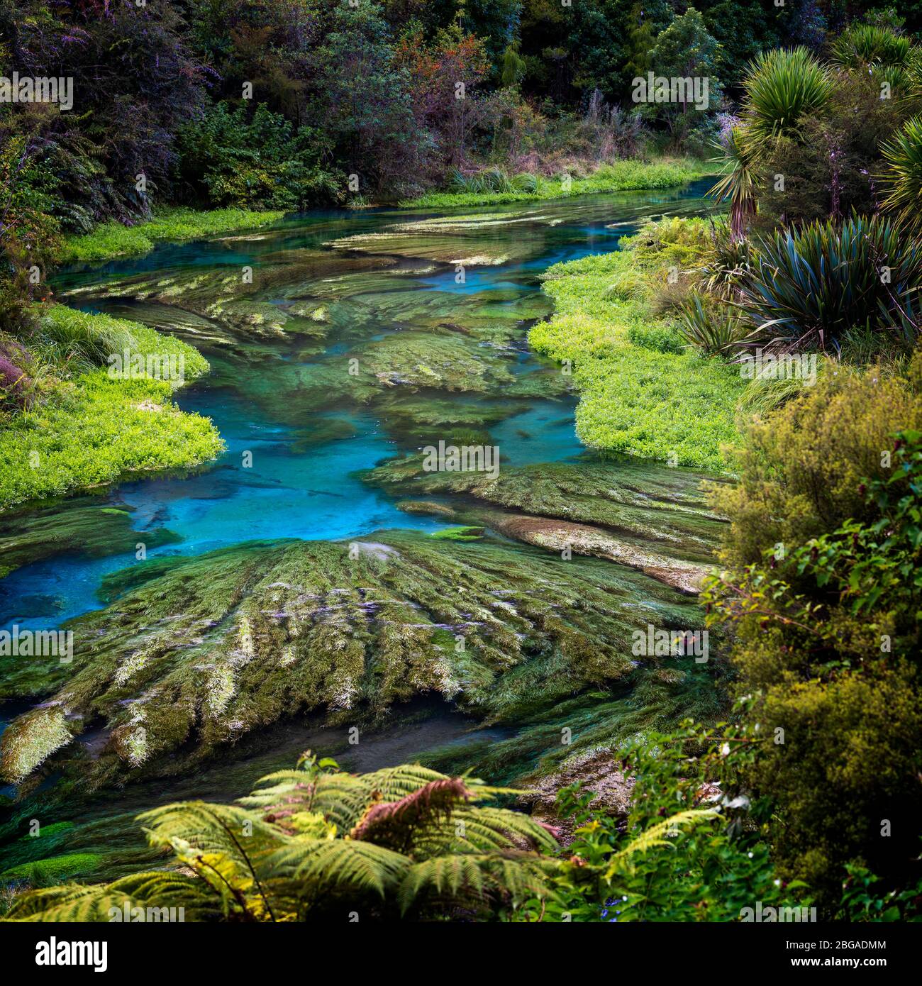 Blue Spring, te Waihou Walkway, Nouvelle-Zélande Banque D'Images