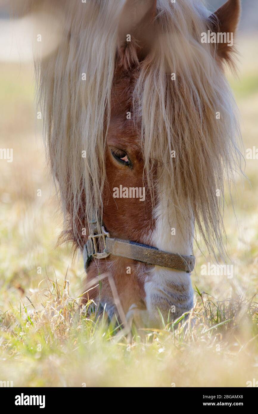 Horse head shot Banque D'Images