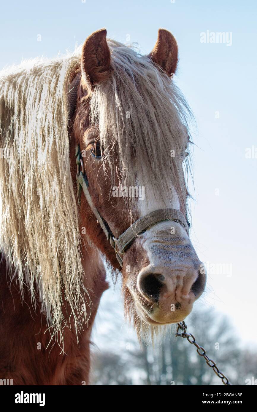 Horse head shot Banque D'Images