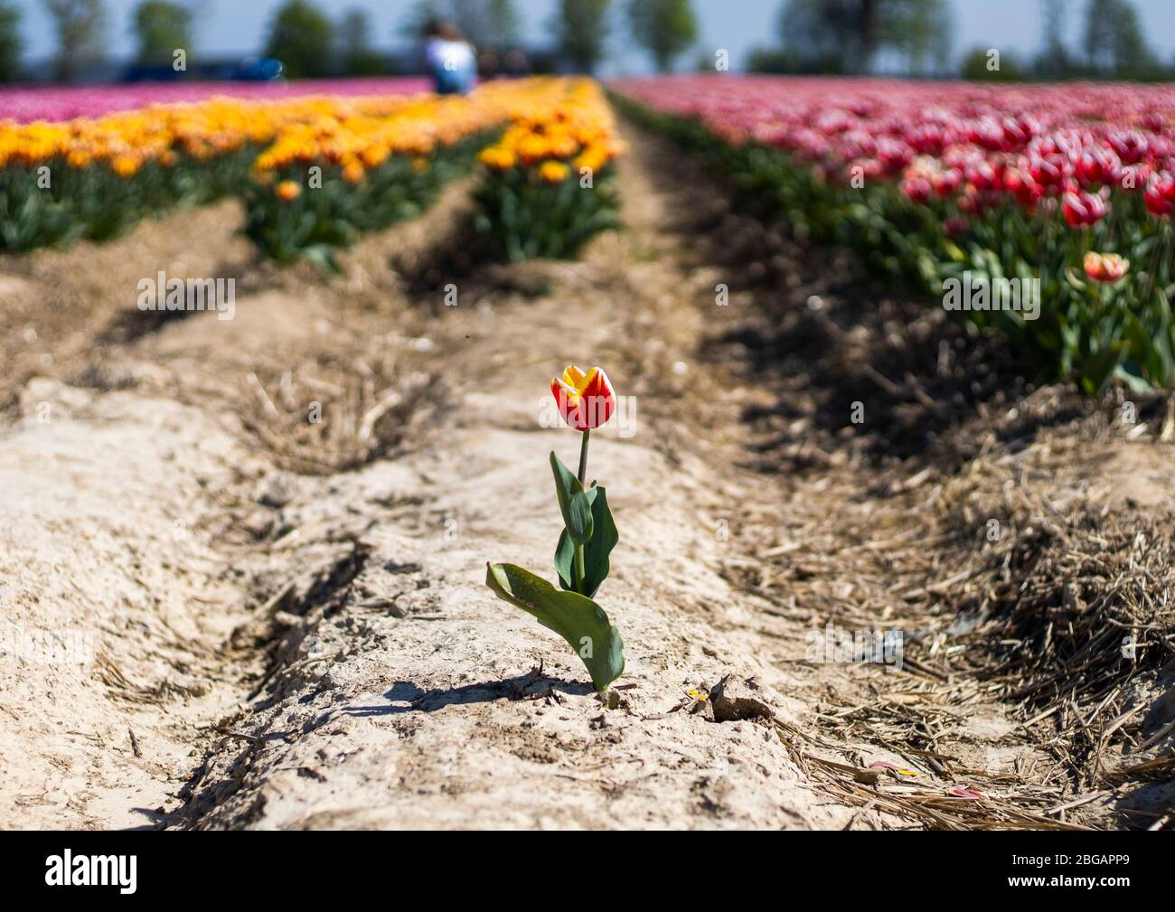 Grevenbroich, 15.04.2020: Tulpenfeld erstrahlt in kräftigen und bunten Farben. Banque D'Images