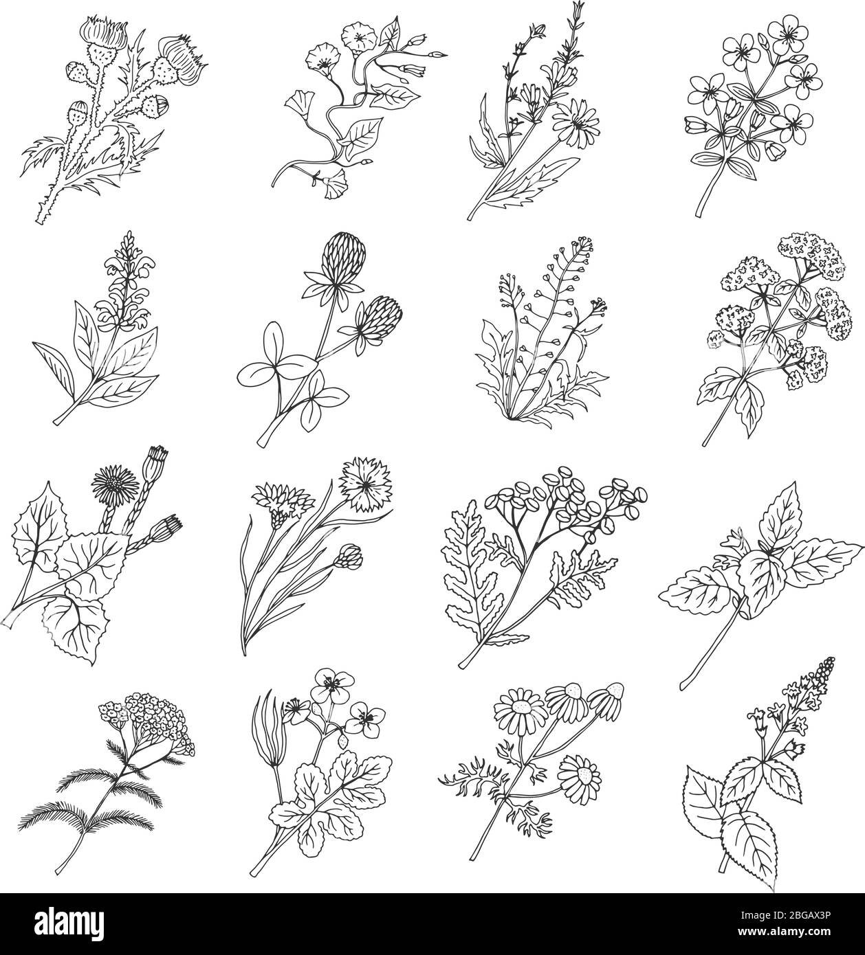 Dessins d'esquisse botaniques. Illustration vectorielle de fleurs et d'herbes botaniques Illustration de Vecteur