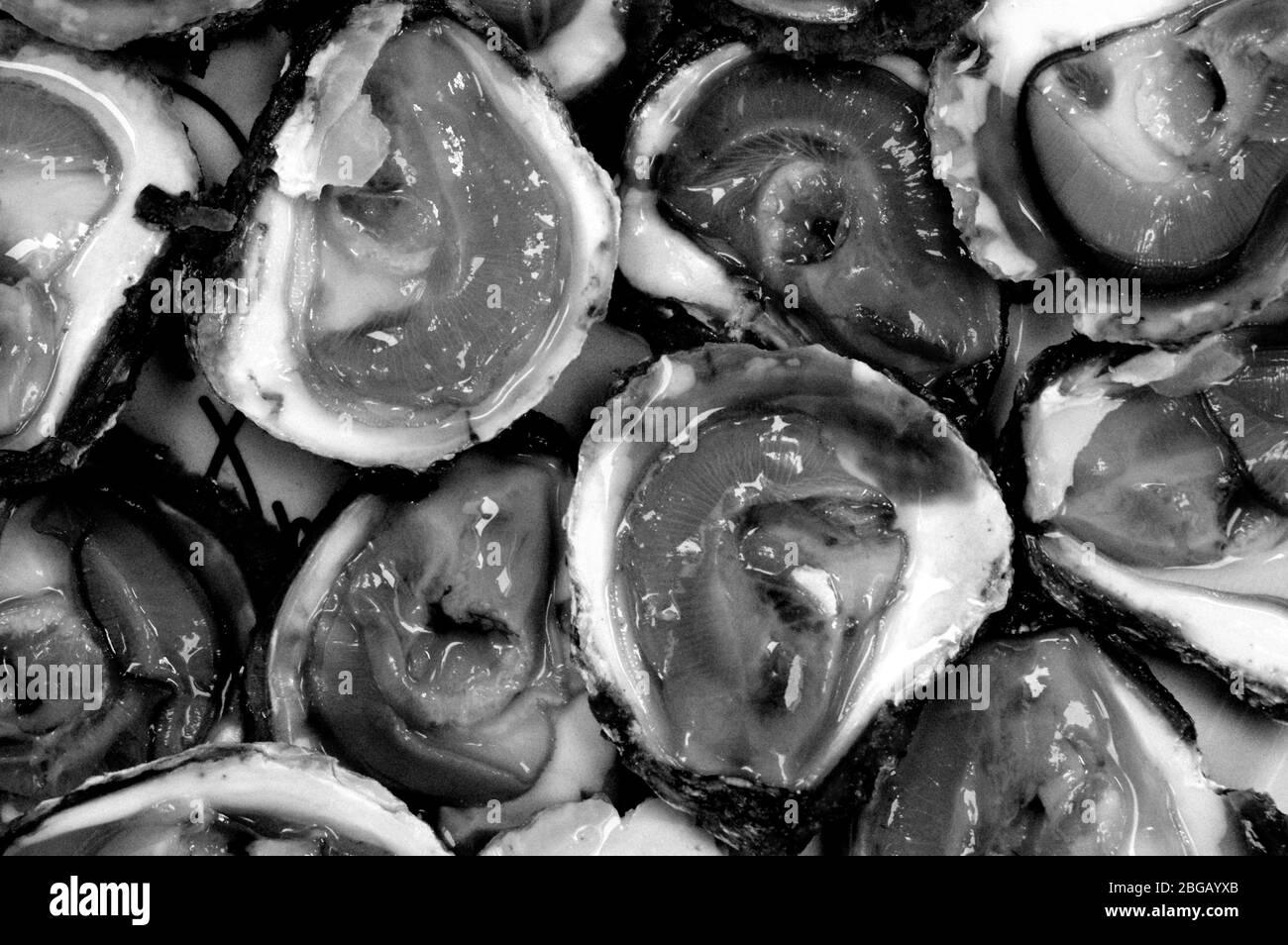 Ouvrir les huîtres avec le citron dans une plaque blanche Banque D'Images