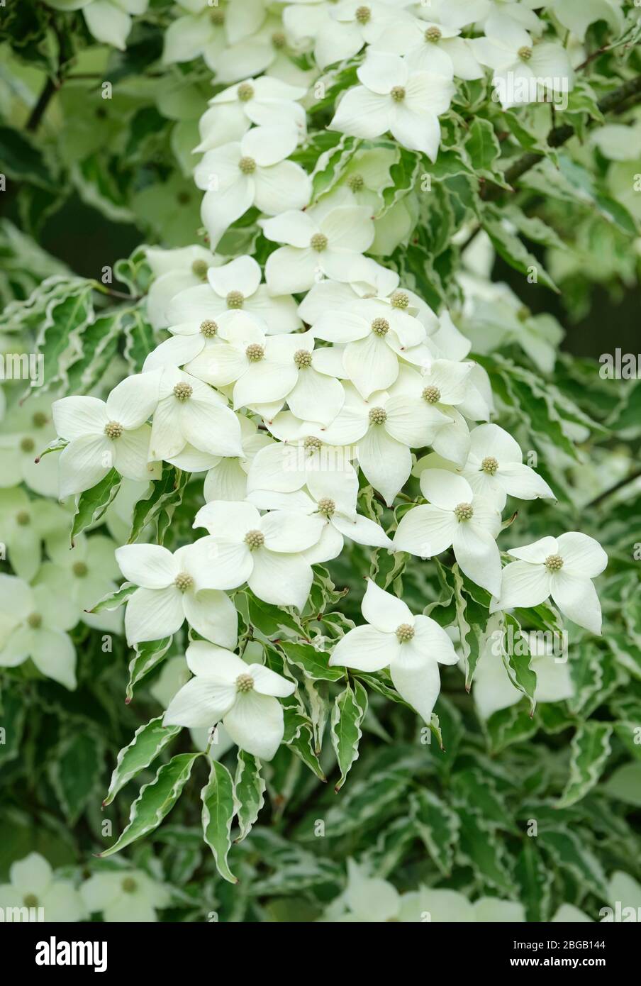 Bractées blanches de Cornus kousa Samzam. Cornus kousa Samaritan, Samaritain chinois Dogwood Banque D'Images