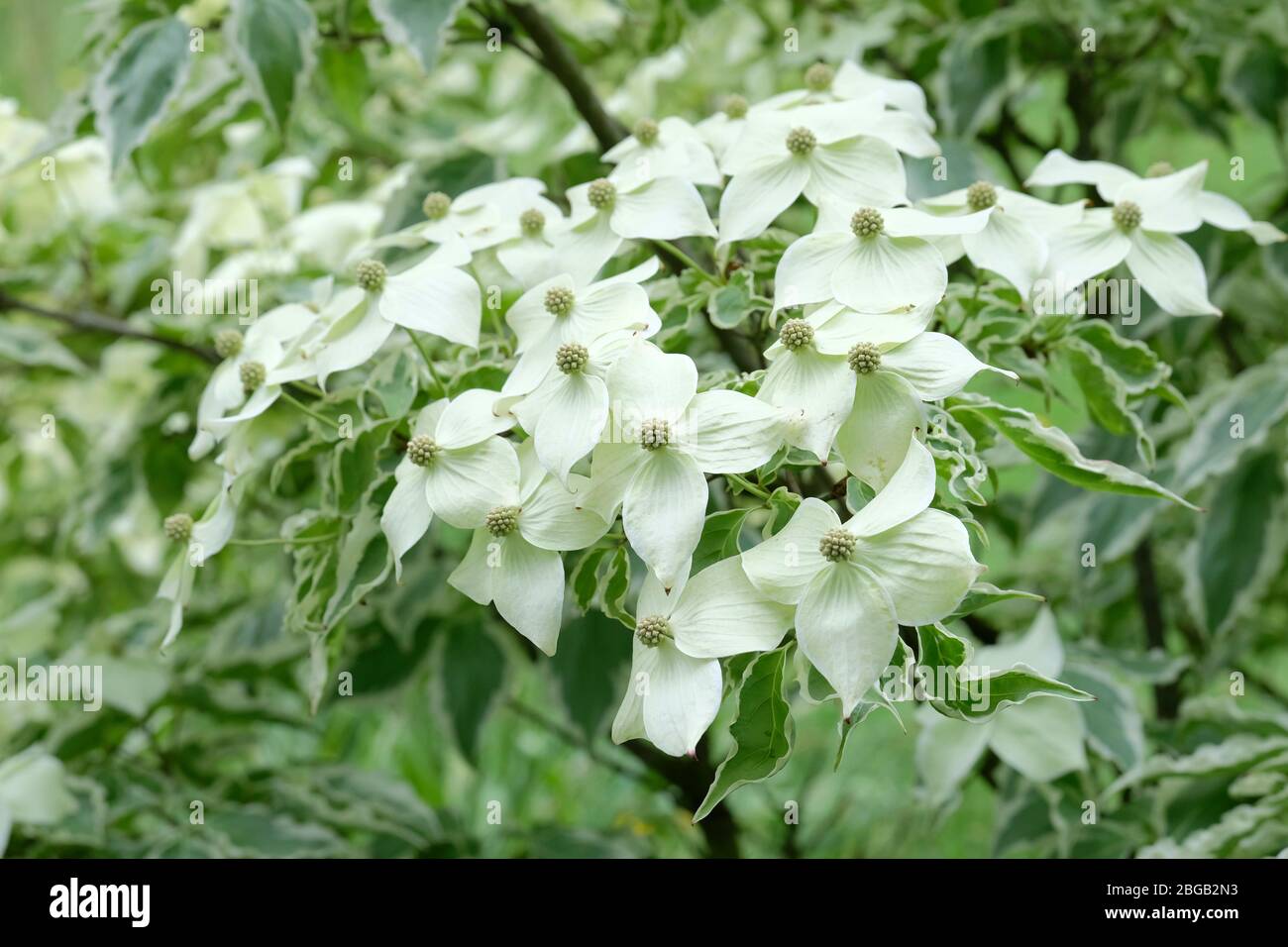 Bractées blanches de Cornus kousa Samzam. Cornus kousa Samaritan, Samaritain chinois Dogwood Banque D'Images