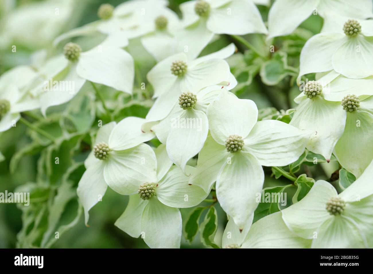 Bractées blanches de Cornus kousa Samzam. Cornus kousa Samaritan, Samaritain chinois Dogwood Banque D'Images