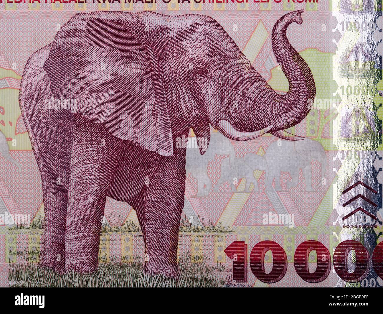 Éléphant un portrait de l'argent tanzanien Banque D'Images
