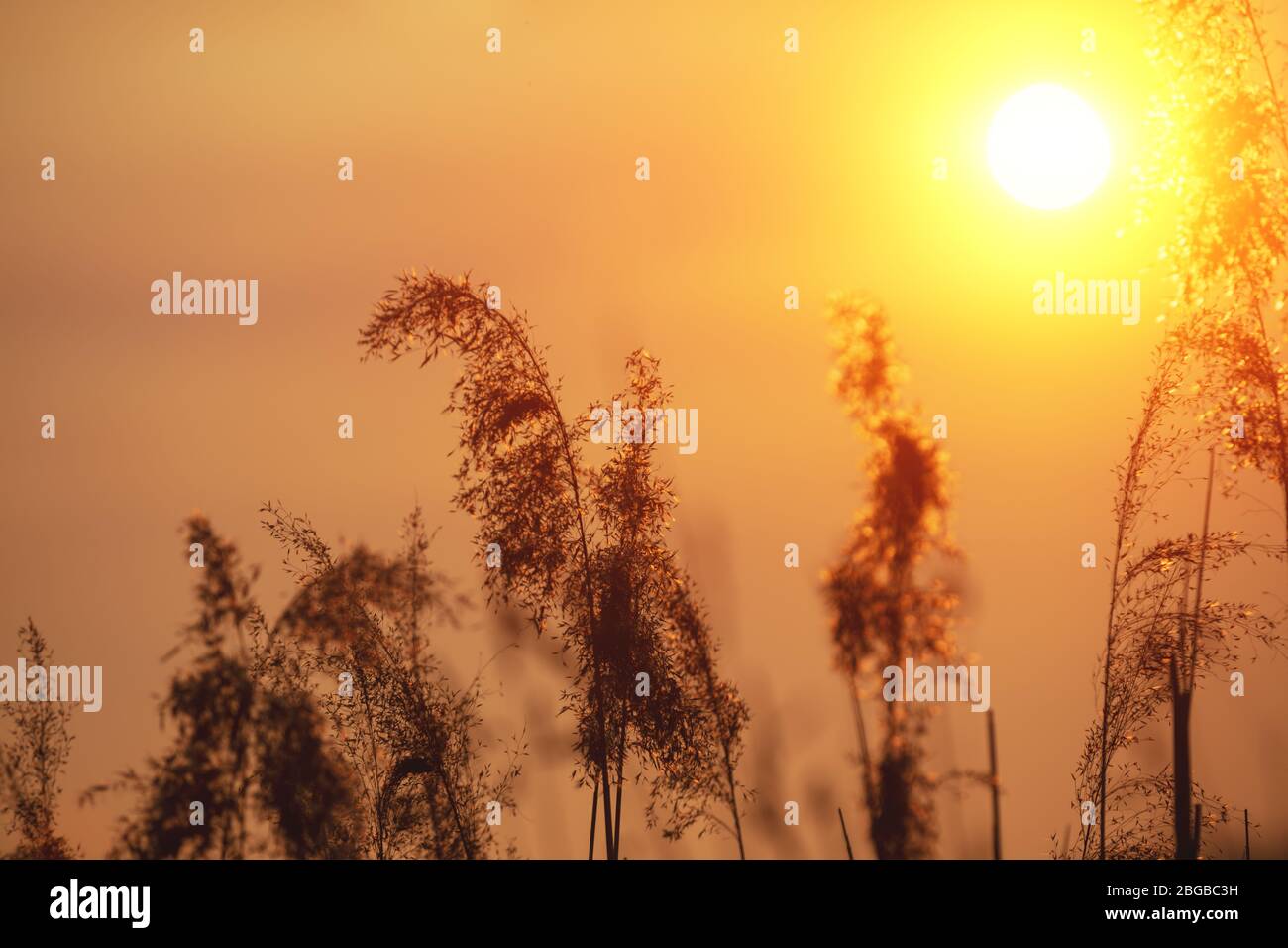 Coucher de soleil doré magique sur le lac. Paysage rural. Belle nature sauvage. Sédge sur le lac Banque D'Images