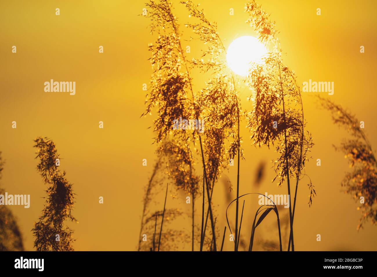 Coucher de soleil doré magique sur le lac. Paysage rural. Belle nature sauvage. Sédge sur le lac Banque D'Images