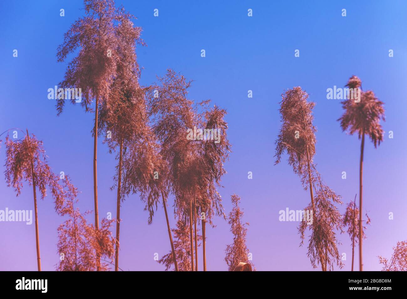 Sédge sur le lac. Un coucher de soleil magique et serein sur le lac. Paysage rural. Belle nature sauvage. Banque D'Images