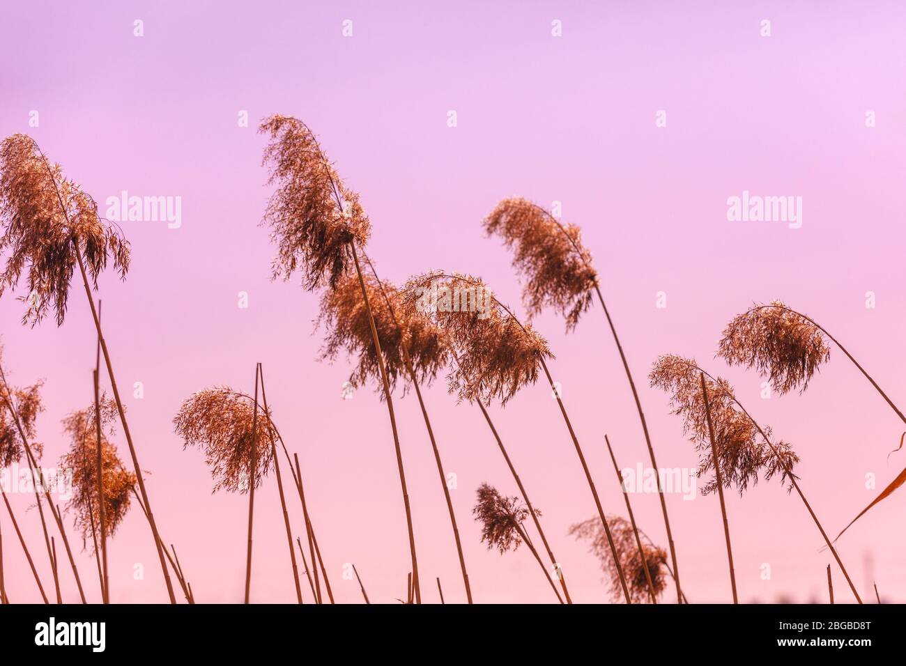 Sédge sur le lac. Un coucher de soleil magique et serein sur le lac. Paysage rural. Belle nature sauvage. Banque D'Images