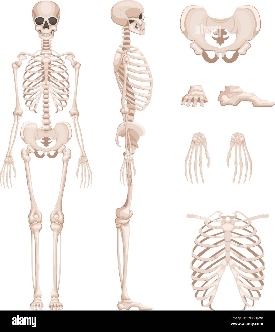 Illustration vectorielle du squelette humain de différentes côtés. Os des bras, des jambes. Crâne Illustration de Vecteur