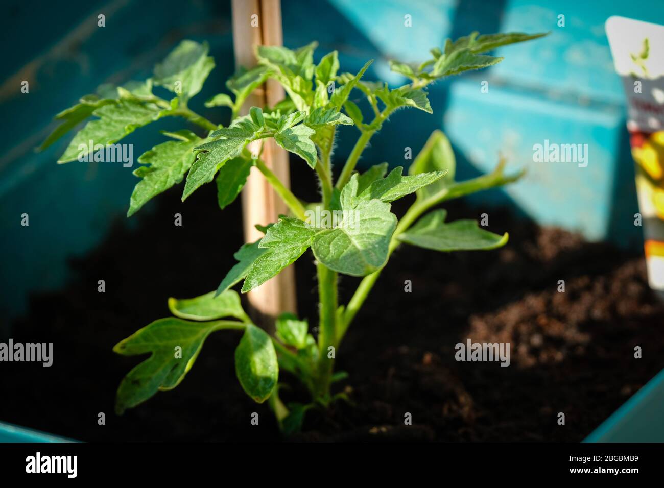 Une jeune plante de tomate en pot sur un balcon Banque D'Images