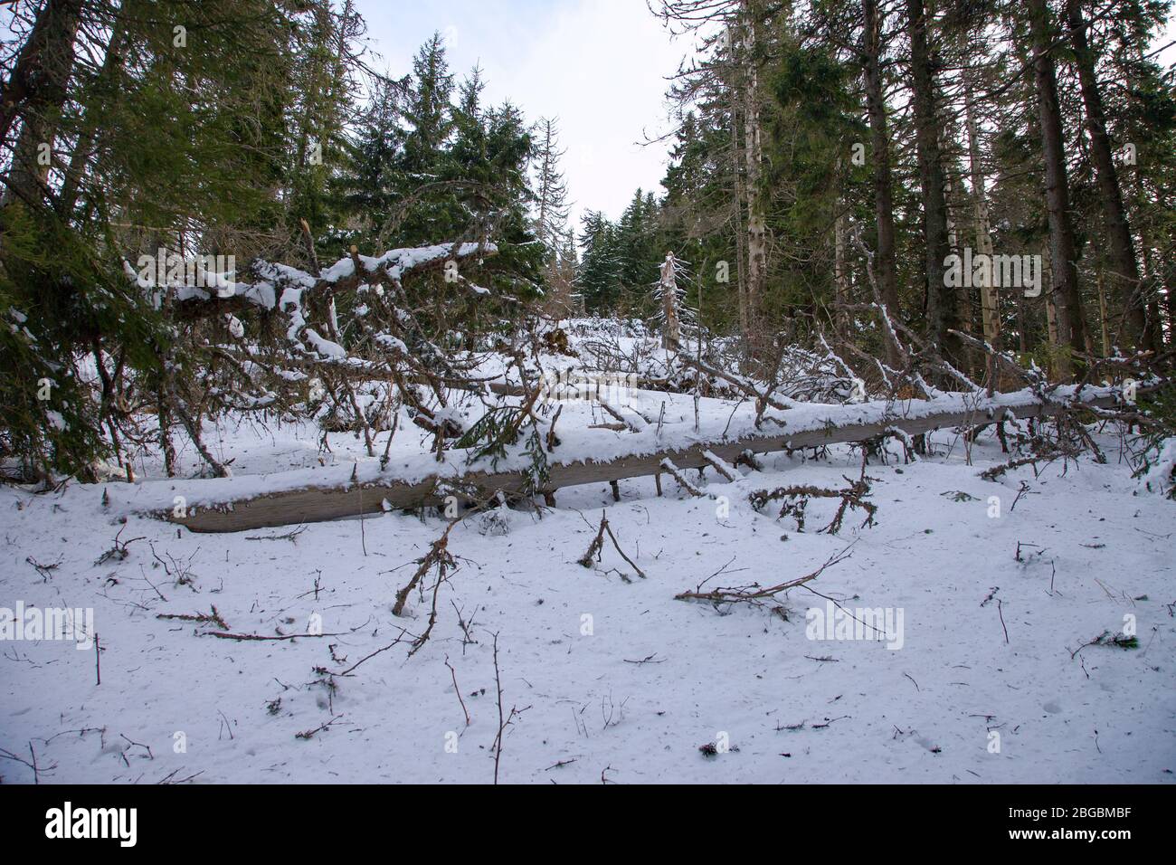 Forêt morte après attaque typographique ips, Slovaquie Banque D'Images