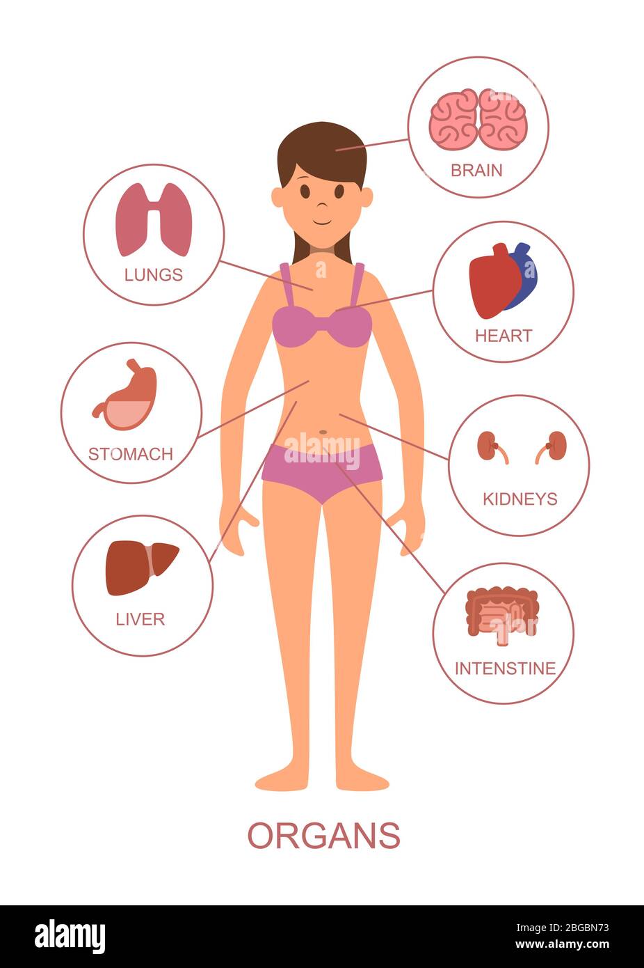 Organes internes du corps humain. Anatomie du corps féminin Illustration de Vecteur