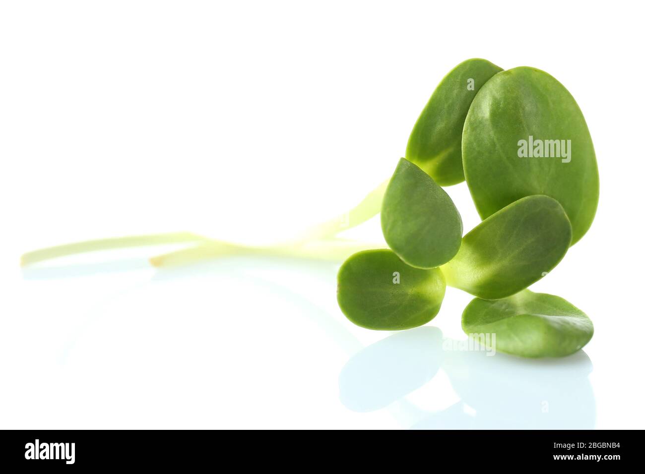 Les jeunes pousses de tournesol vert isolated on white Banque D'Images